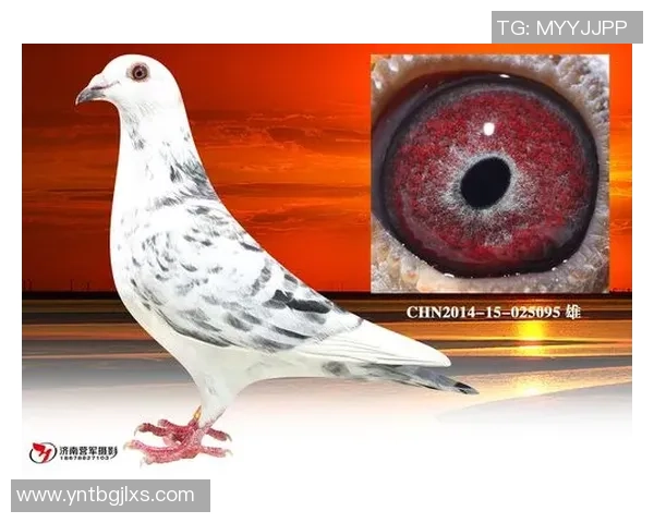 土乙桑卡塔普迎战尼格德安度鲁激烈对决引发球迷热情期待 土乙桑卡塔普迎战尼格德安度鲁激烈对决引发球迷热情期待